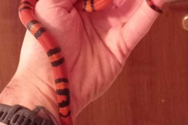 Schlangen kaufen und verkaufen Foto: 1.1 Lampropeltis triangulum hondurensis Schlangen kaufen und verkaufen Foto: 1.1 Lampropeltis triangulum hondurensis