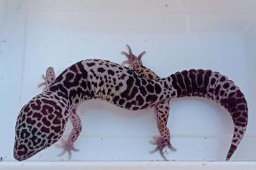 Lizards kaufen und verkaufen Photo: Eublepharis fuscus female 2021