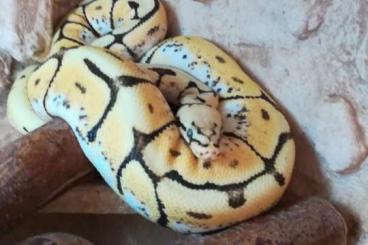 Ball Pythons kaufen und verkaufen Photo: 3x Königspython 1.0/0.1/0.1 von 2018 zu verkaufen 