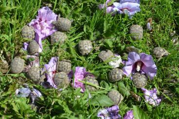 Schildkröten  kaufen und verkaufen Foto: Tortoise, Own breeding   