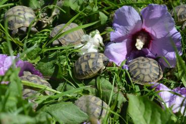 Schildkröten  kaufen und verkaufen Foto: Tortoise, Own breeding   
