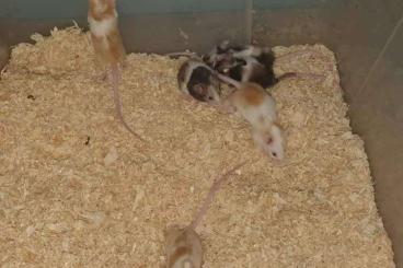 Futtertiere kaufen und verkaufen Foto: Biete Futter mäuse aus guter zucht 