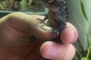 Skinke kaufen und verkaufen Foto: Zucht Jungtiere - Rotaugen-Buschkrokodilen (Tribolonotus gracilis) 