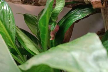 Nattern ungiftige kaufen und verkaufen Foto: 1.1 Gonyosoma prasinum CB 2024 Nattern ungiftige kaufen und verkaufen Foto: 1.1 Gonyosoma prasinum CB 2024