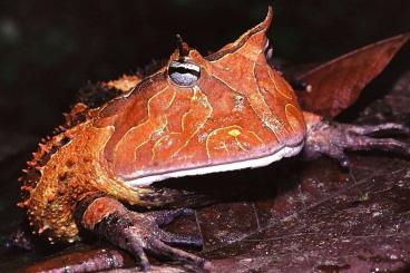 frogs kaufen und verkaufen Photo: Looking for species Houten 3 december