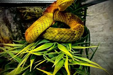 Venomous snakes kaufen und verkaufen Photo: Atheris squamigera 1.0 zu verkaufen