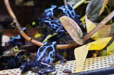Poison dart frogs kaufen und verkaufen Photo: D. Tinctorius Koetari & Bruyere