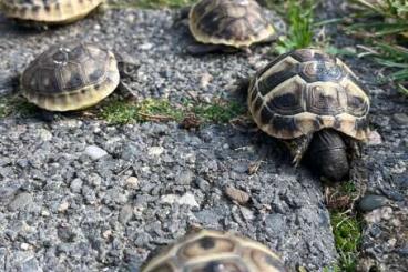 Landschildkröten kaufen und verkaufen Foto: Griechische Landschildkröte 