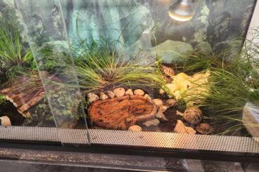 Turtles and Tortoises kaufen und verkaufen Photo: Griechische Landschildkröten zu verkaufen 