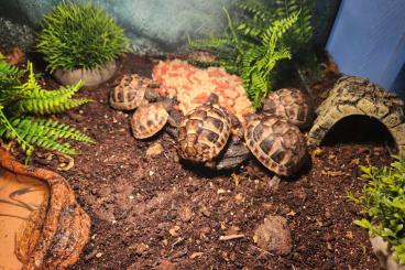 Tortoises kaufen und verkaufen Photo: Griechische Landschildkröten zu verkaufen 