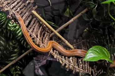 Nattern ungiftige  kaufen und verkaufen Foto: 0.1 Kornnatter Bloodred Tessera het. Cinder (tolles Anfängertier)