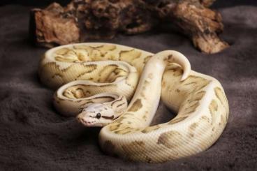 Königspythons kaufen und verkaufen Foto: Verschiedene Königspython aus 2022