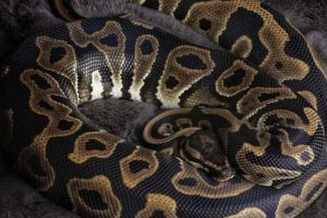 Ball Pythons kaufen und verkaufen Photo: Verschiedene Königspython aus 2022 Ball Pythons kaufen und verkaufen Photo: Verschiedene Königspython aus 2022