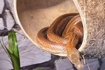 Nattern ungiftige kaufen und verkaufen Foto: 0.1 Bloodred Tessera het. Cinder - tolles Anfängertier! Nattern ungiftige kaufen und verkaufen Foto: 0.1 Bloodred Tessera het. Cinder - tolles Anfängertier!