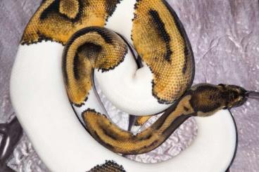 Königspythons kaufen und verkaufen Foto: Lavender/ Piebald Paar Königspythons (Dreamsicle Projekt) Königspythons kaufen und verkaufen Foto: Lavender/ Piebald Paar Königspythons (Dreamsicle Projekt)