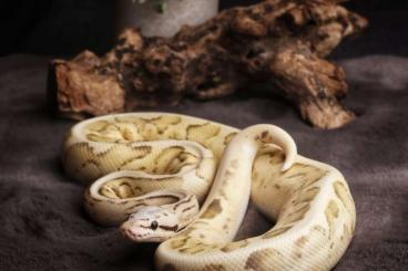Königspythons kaufen und verkaufen Foto: Verschiedene Königspython aus 2022 Königspythons kaufen und verkaufen Foto: Verschiedene Königspython aus 2022