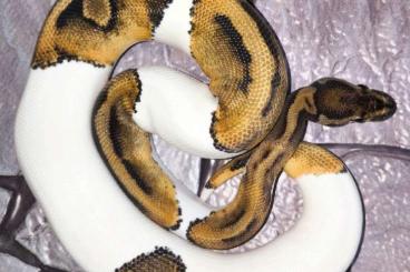 Ball Pythons kaufen und verkaufen Photo: Lavender/ Piebald Königspythons 2023 (Deamsicle Projekt) Ball Pythons kaufen und verkaufen Photo: Lavender/ Piebald Königspythons 2023 (Deamsicle Projekt)