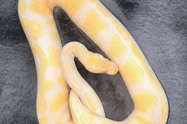 Ball Pythons kaufen und verkaufen Photo: Königspython Lavender/ Piebald (Dreamsicle Projekt) Ball Pythons kaufen und verkaufen Photo: Königspython Lavender/ Piebald (Dreamsicle Projekt)