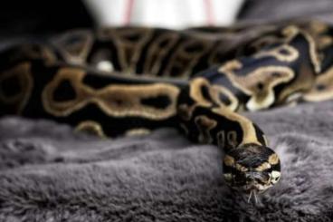 Ball Pythons kaufen und verkaufen Photo: Königspythons Clown / Piebald Ball Pythons kaufen und verkaufen Photo: Königspythons Clown / Piebald