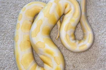 Königspythons kaufen und verkaufen Foto: Königspythons Lavender / Piebald Königspythons kaufen und verkaufen Foto: Königspythons Lavender / Piebald