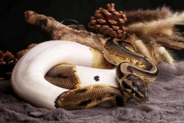 Königspythons kaufen und verkaufen Photo: Königspython Paar Piebald/ Clown 