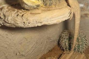 Bearded dragons kaufen und verkaufen Photo: Zu verkaufen Große Bartagame 