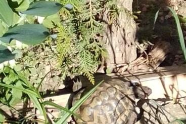 Tortoises kaufen und verkaufen Photo: Maurische Landschildkröte