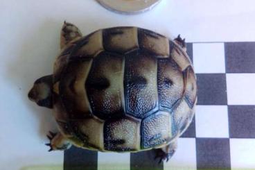 Landschildkröten kaufen und verkaufen Foto: Landschildkröten-Babies u. auch erwachsene Tiere (Griechen und Mauren)