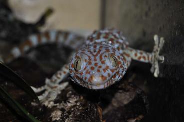 Geckos kaufen und verkaufen Photo: Searching for gekko gecko 