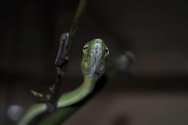 Geckos kaufen und verkaufen Foto: Searching for small reptiles