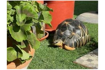 Turtles and Tortoises kaufen und verkaufen Photo: Astrochelys radiata, disponibles 2 ejemplares