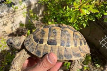 Turtles and Tortoises kaufen und verkaufen Photo: Testudo hermanni hercegovinensis