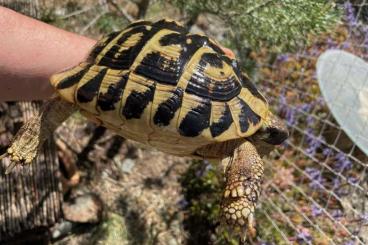 Sumpfschildkröten kaufen und verkaufen Foto: Disponible pareja Testudo hermanni