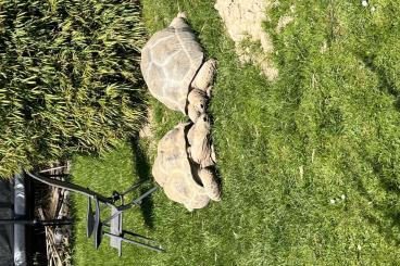 Landschildkröten kaufen und verkaufen Foto: 2 Aldabra Riesenschildkröten 1.1 abzugeben Landschildkröten kaufen und verkaufen Foto: 2 Aldabra Riesenschildkröten 1.1 abzugeben