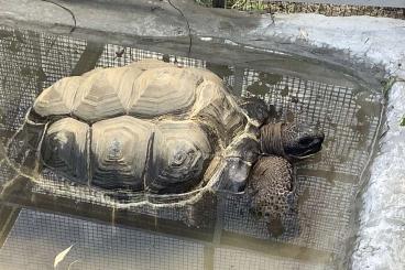 Landschildkröten kaufen und verkaufen Foto: 2 Aldabra Riesenschildkröten 1.1 abzugeben Landschildkröten kaufen und verkaufen Foto: 2 Aldabra Riesenschildkröten 1.1 abzugeben