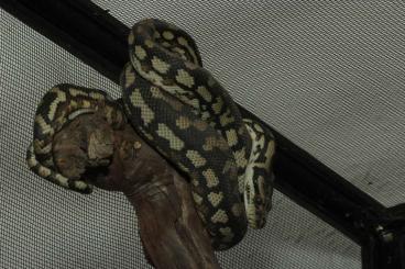 Schlangen kaufen und verkaufen Foto: Heterodon Nasicus and Morelia Spilota