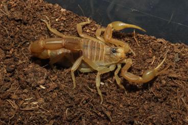 Spiders and Scorpions kaufen und verkaufen Photo: S. Cingulata, B. Occitanus, H. Silenus