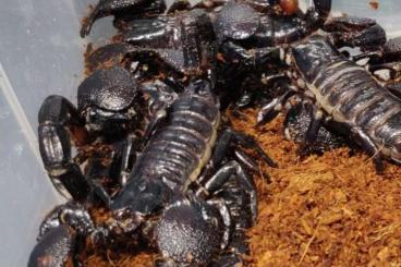 Spiders and Scorpions kaufen und verkaufen Photo: Übergabe / Abholung Skorpione