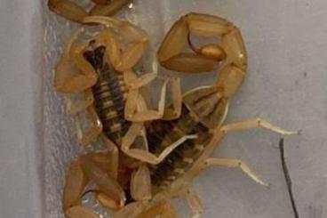Skorpione kaufen und verkaufen Foto: Centruroides vittatus / Arizona Rindenskorpion 