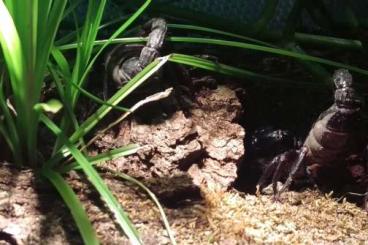 Scorpions kaufen und verkaufen Photo: Zur Abgabe Skorpione wie eingestelllt