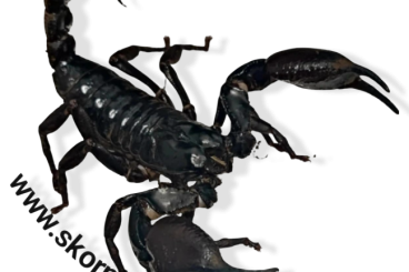 Scorpions kaufen und verkaufen Photo: Übergabe in Hamm Terraristika 09.2025 möglich