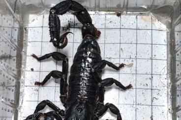 Scorpions kaufen und verkaufen Photo: verschiedene Skorpione zur Abgabe