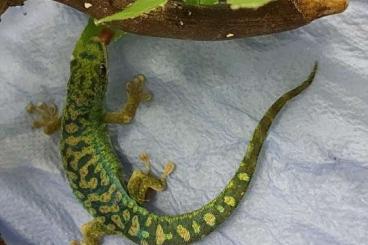 Geckos kaufen und verkaufen Foto: Geckos for sale - phelsuma borbonica borbonica