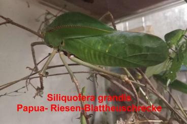 Insekten kaufen und verkaufen Foto: Siliquofera grandis für Terra-Ruhr Recklinghausen 18.5. oder Versand Insekten kaufen und verkaufen Foto: Siliquofera grandis für Terra-Ruhr Recklinghausen 18.5. oder Versand