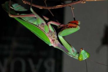 Insekten kaufen und verkaufen Foto: Hierodula majuscula für Terra-Ruhr Recklinghausen 18.5. oder Versand Insekten kaufen und verkaufen Foto: Hierodula majuscula für Terra-Ruhr Recklinghausen 18.5. oder Versand