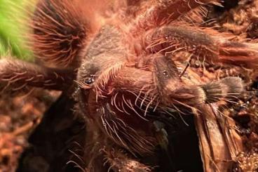 - bird spiders kaufen und verkaufen Photo: Acanthoscurria Geniculata + Exoterra Terrarium + Lampe