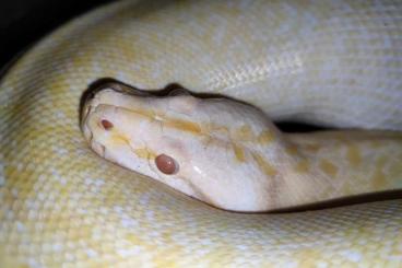 Pythons kaufen und verkaufen Foto: Python bivitattus Albino granite poss het caramel CB18 female