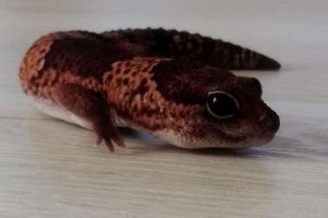 Geckos kaufen und verkaufen Photo: 1.0 Hemitheconyx caudicinctus