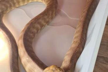 Pythons kaufen und verkaufen Photo: Abzugeben: Woma Python 1.0 NZ 09 / Aspidites Ramsayi
