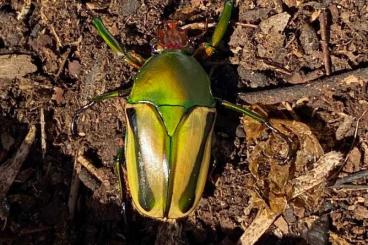 Insekten kaufen und verkaufen Foto: Rosenkäfer Eudicella hornimani Larven Rosenkäferlarven